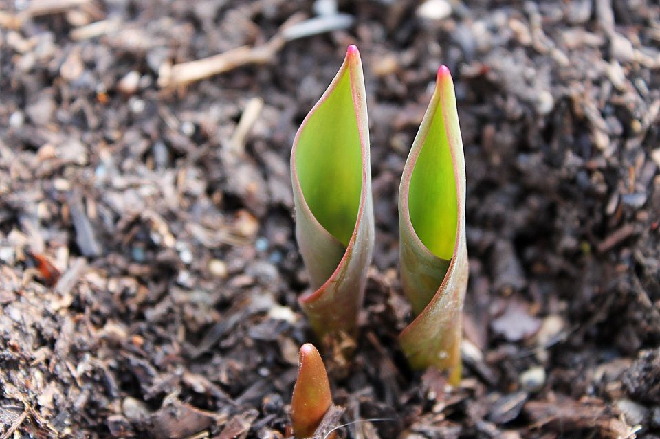 Tulip gc58ce5928 1920