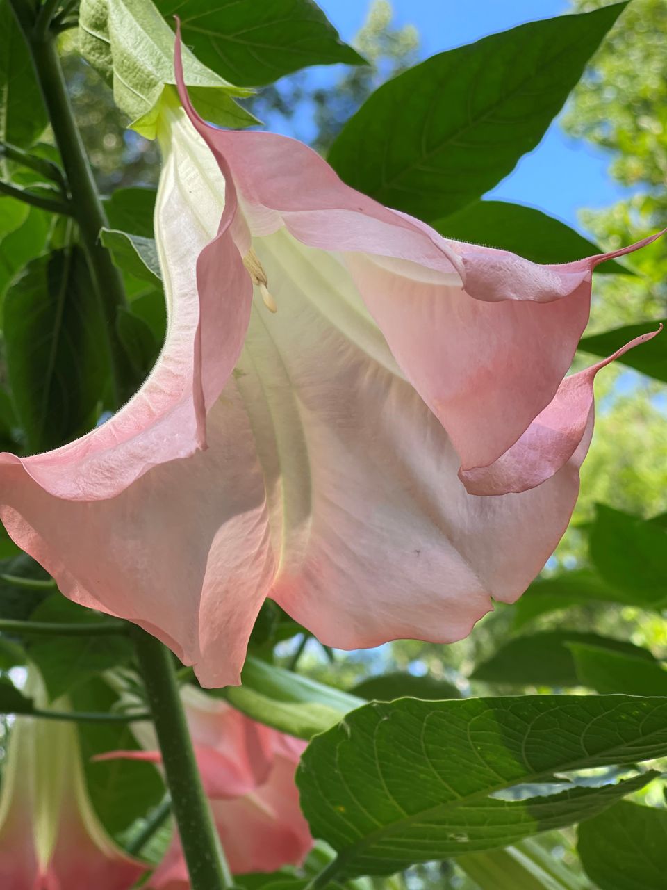 Angeltrumpet