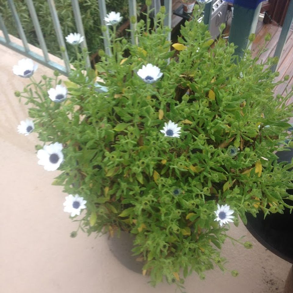 Image (1)