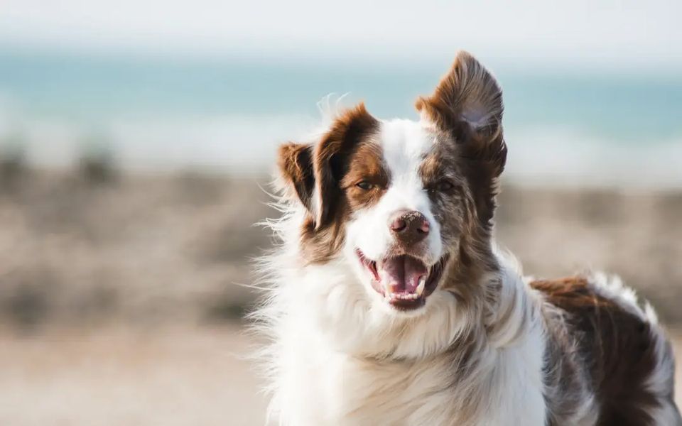 cbd for dogs