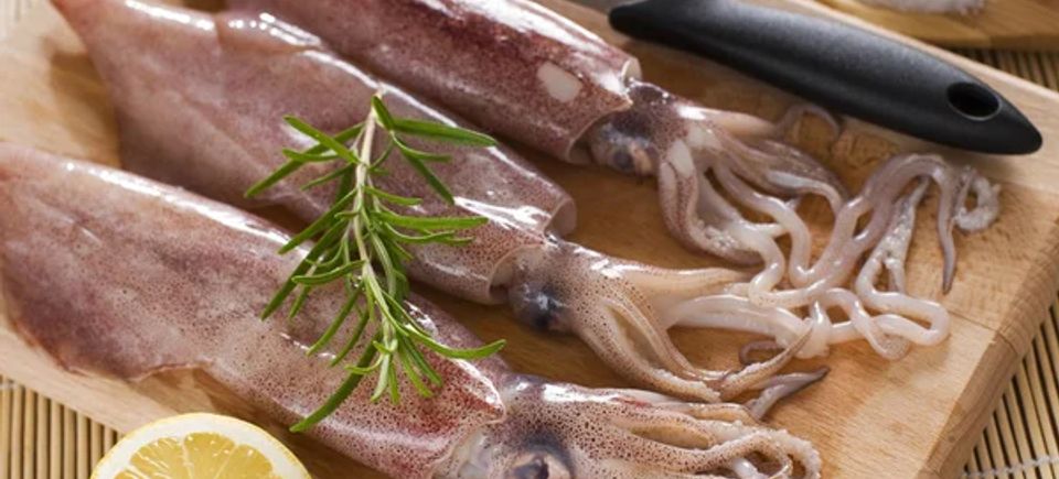Benefits squids