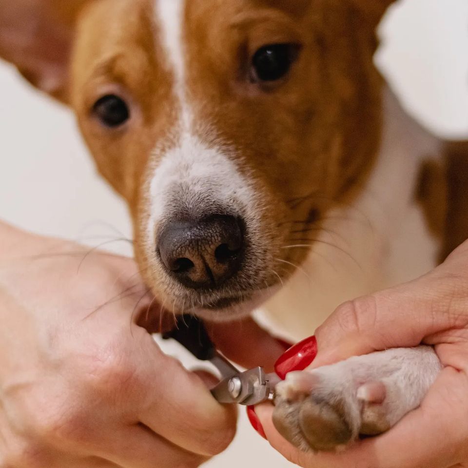 dog nail clipping spring valley