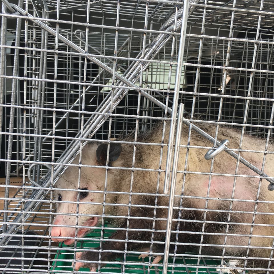 Opossum120161016 11502 b5wlhl