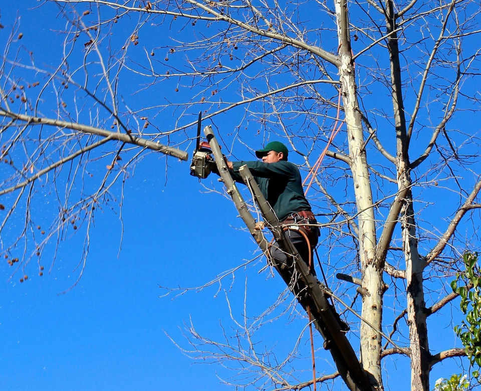 Oscar's Tree Services Logo