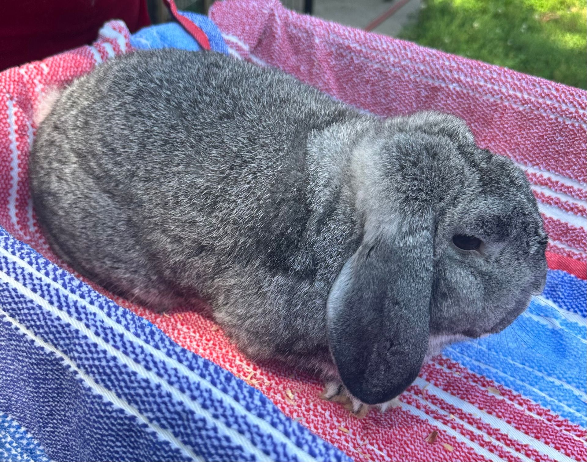 Rabbits near Cassville, Missouri - T&A Rabbitry and Farm