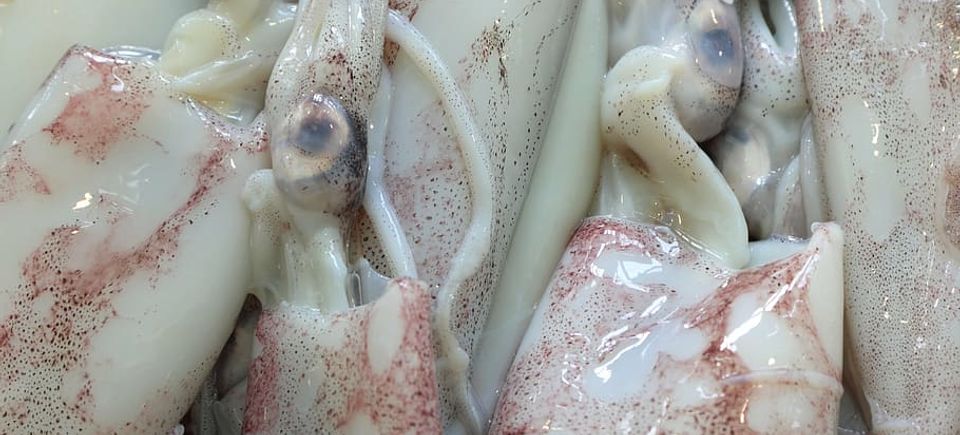 Squid 4k 6