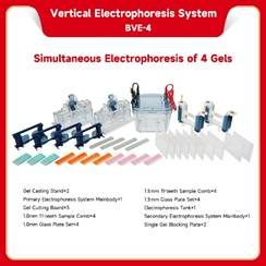 Vertical electrophoresis system be bve 4 1