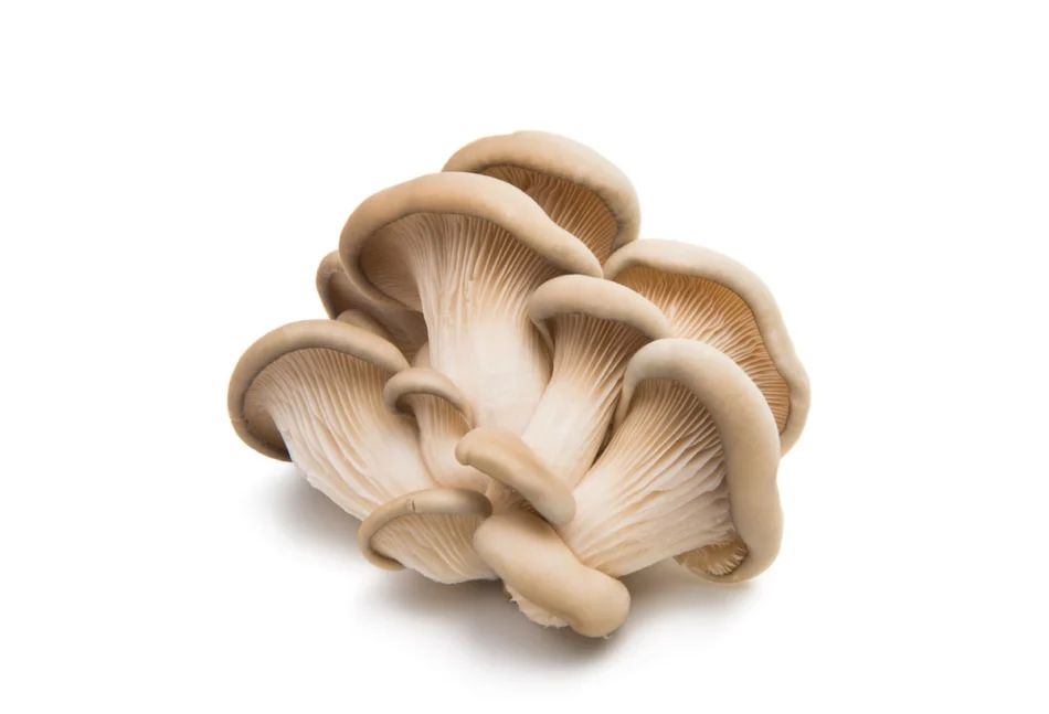 Oyster mushroom as182875272 950x647