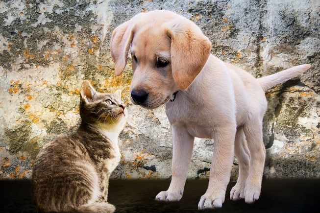 Animals gf03d4a21b 1920