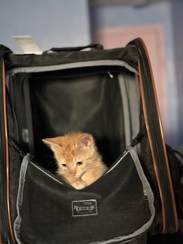 A rescue pet in the Paw-Rump care program
