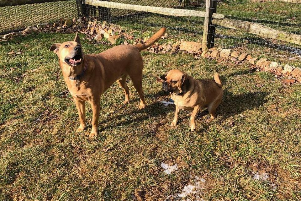 2 dogs standing