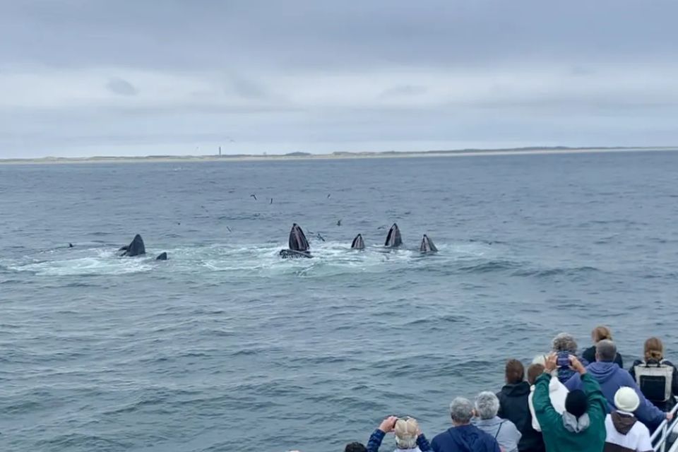 pod of whales breaching, during a whale watch