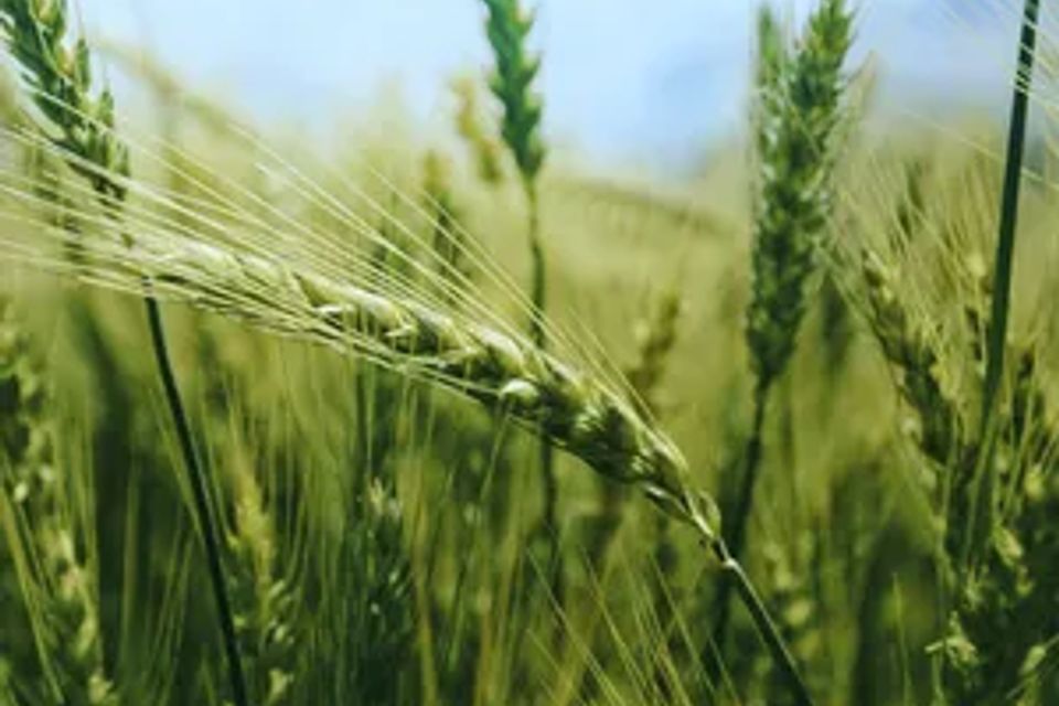 Wheat grass
