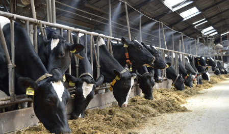 Dairy cows new
