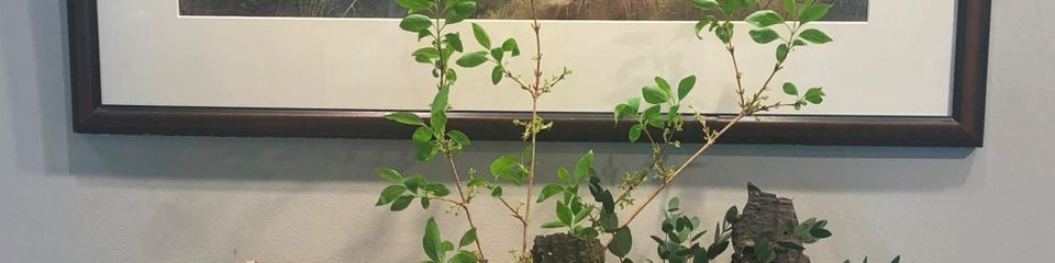 Art in bloom photo 2000x500
