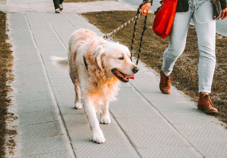 Dog walking