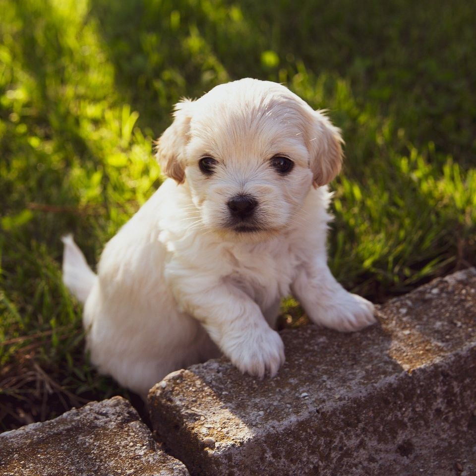 puppy development