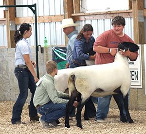 Sheep show