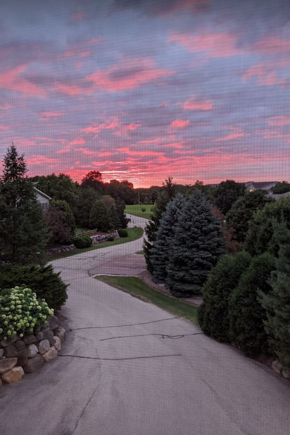 Photo sunset summer rose (1)