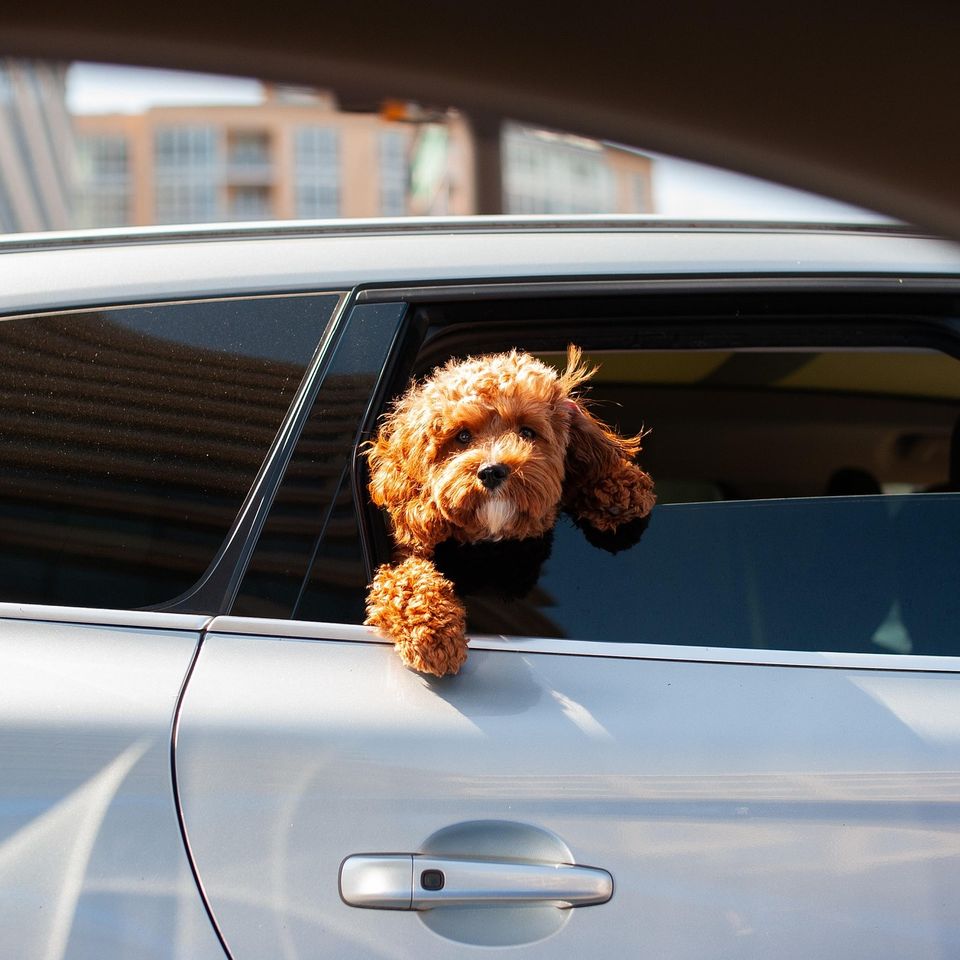Dog g92e381100 1920