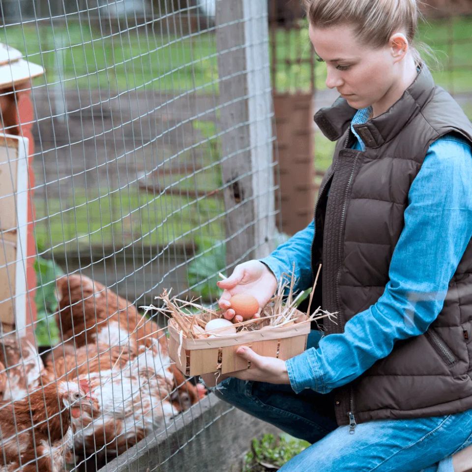 Female farmer collecting eggs from chicken coop