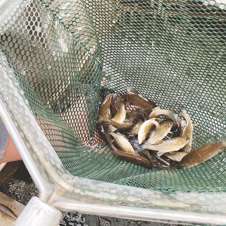 Smallmouthbass