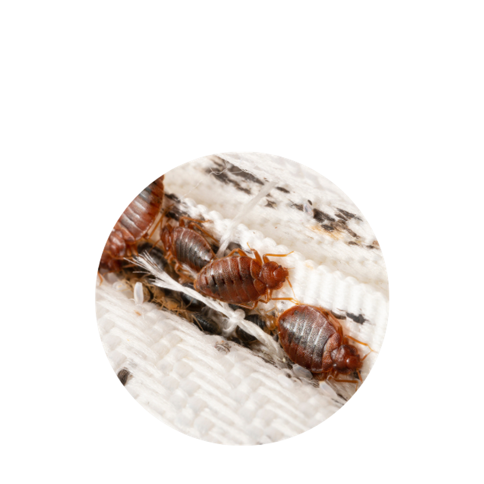 Bed bugs circle lanser pest solutions
