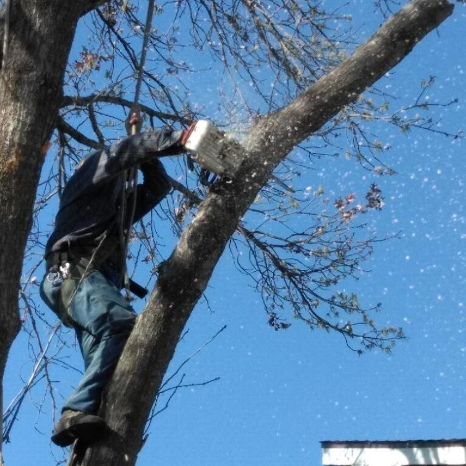 Discounted tree service 05