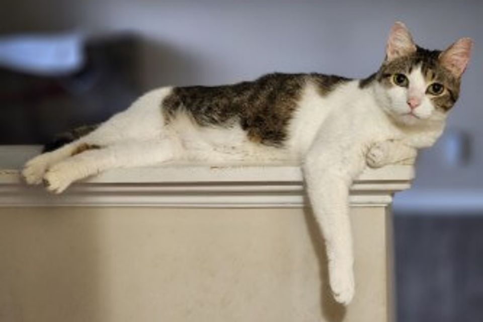 Getattachmentthumbnail (3)