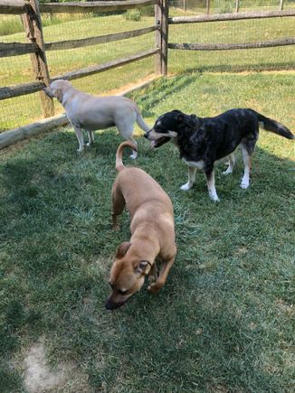 3 dogs 3