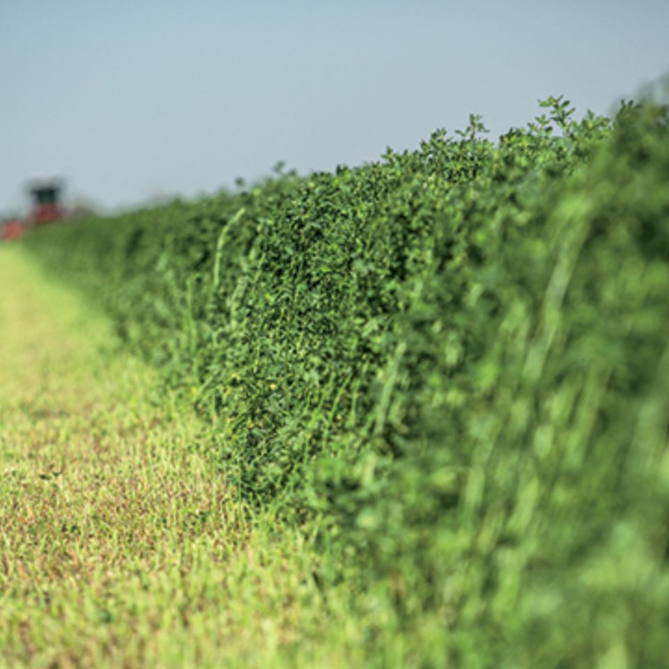 Forage seeds available at ECS Eastern Colorado Seed