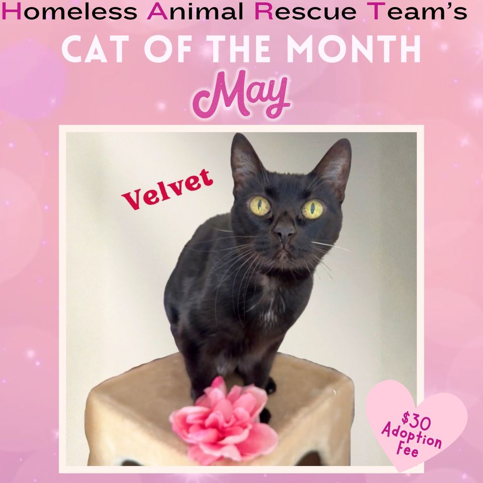 May cat of the month midnight (4)