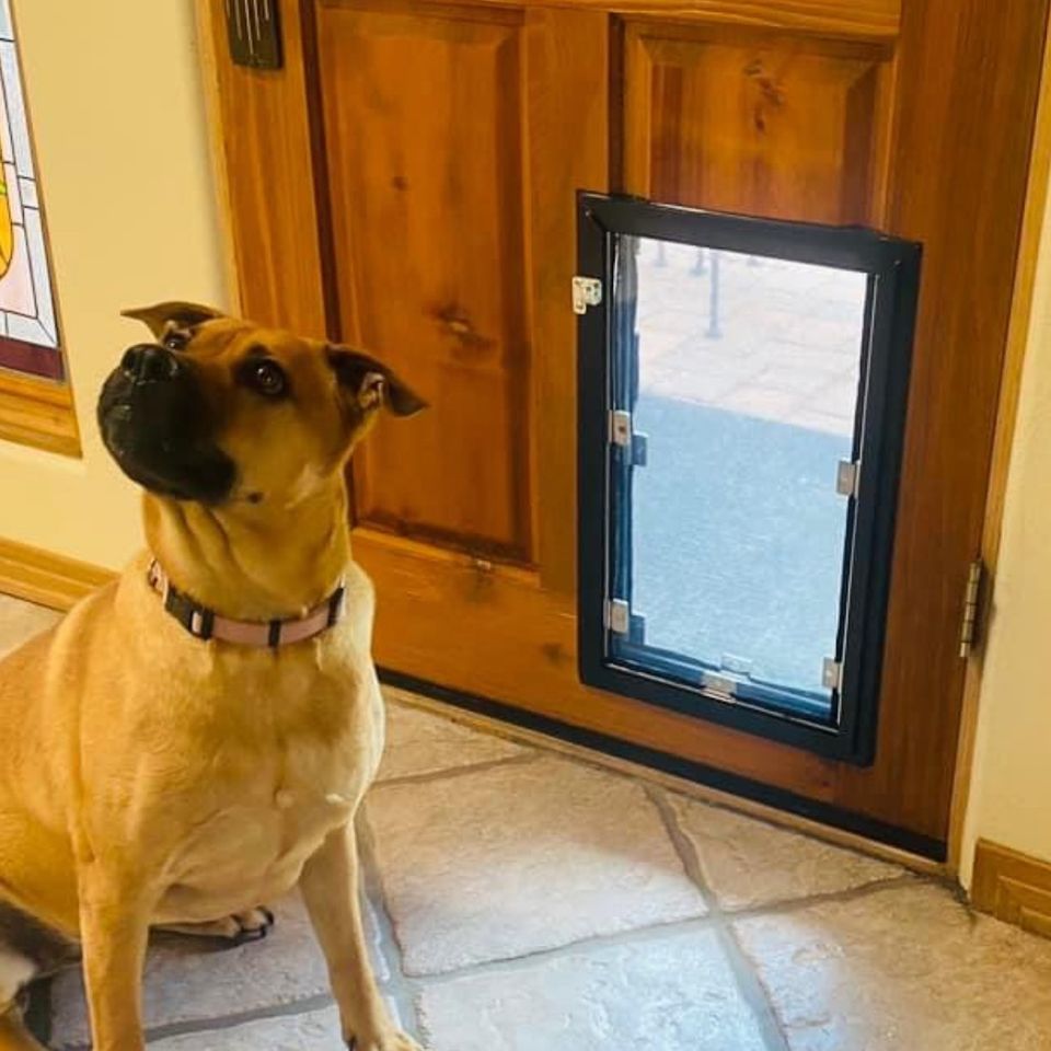 Cream dog with door