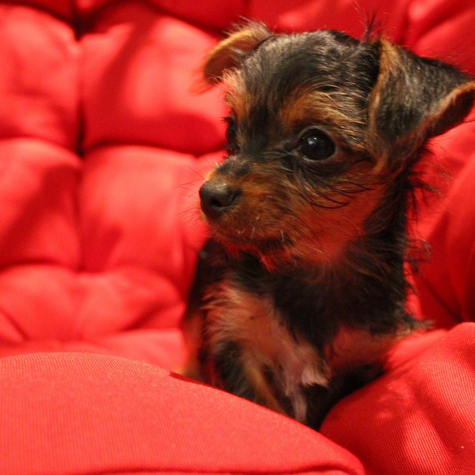 Yorkie g3286a9142 1920