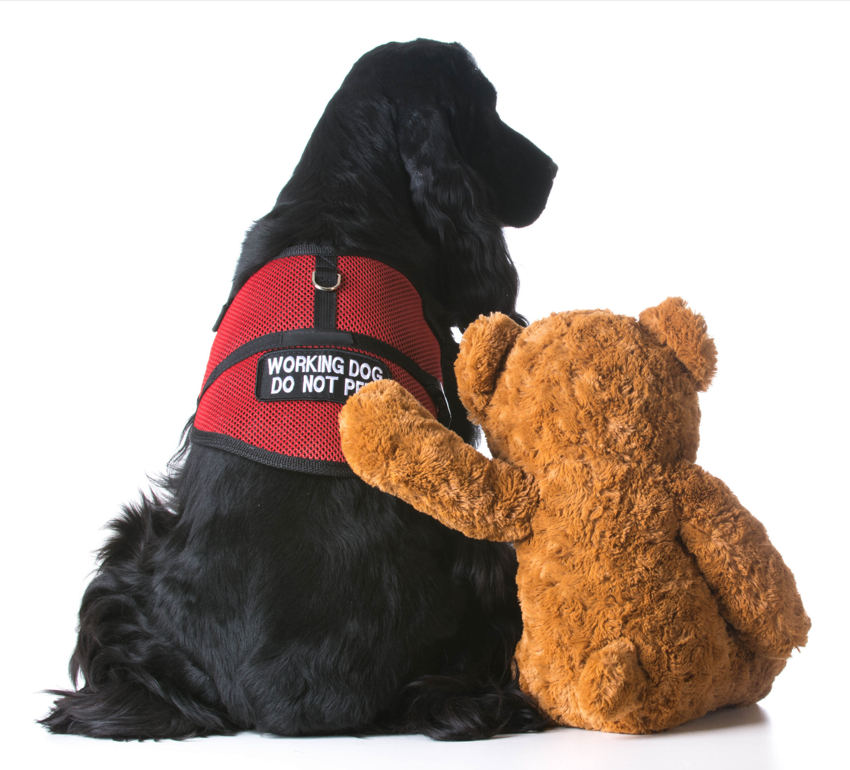 Dog and bear