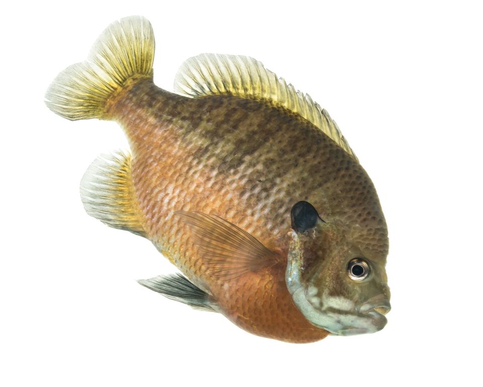 Bluegill sam stukel 2020 1