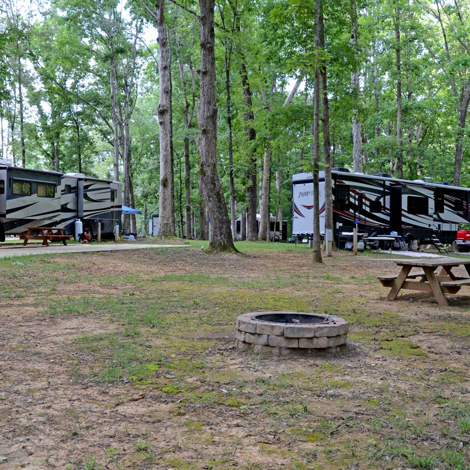 The forest at tims ford 20