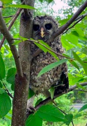 Owl