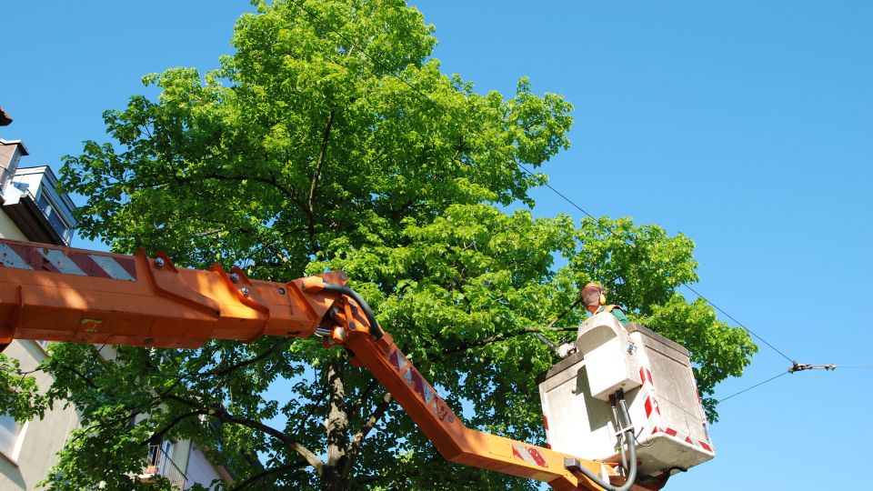 Tree trimmng 2