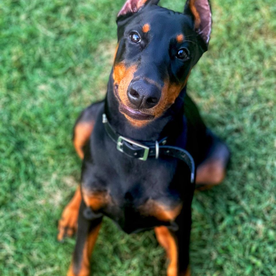Ryder doberman