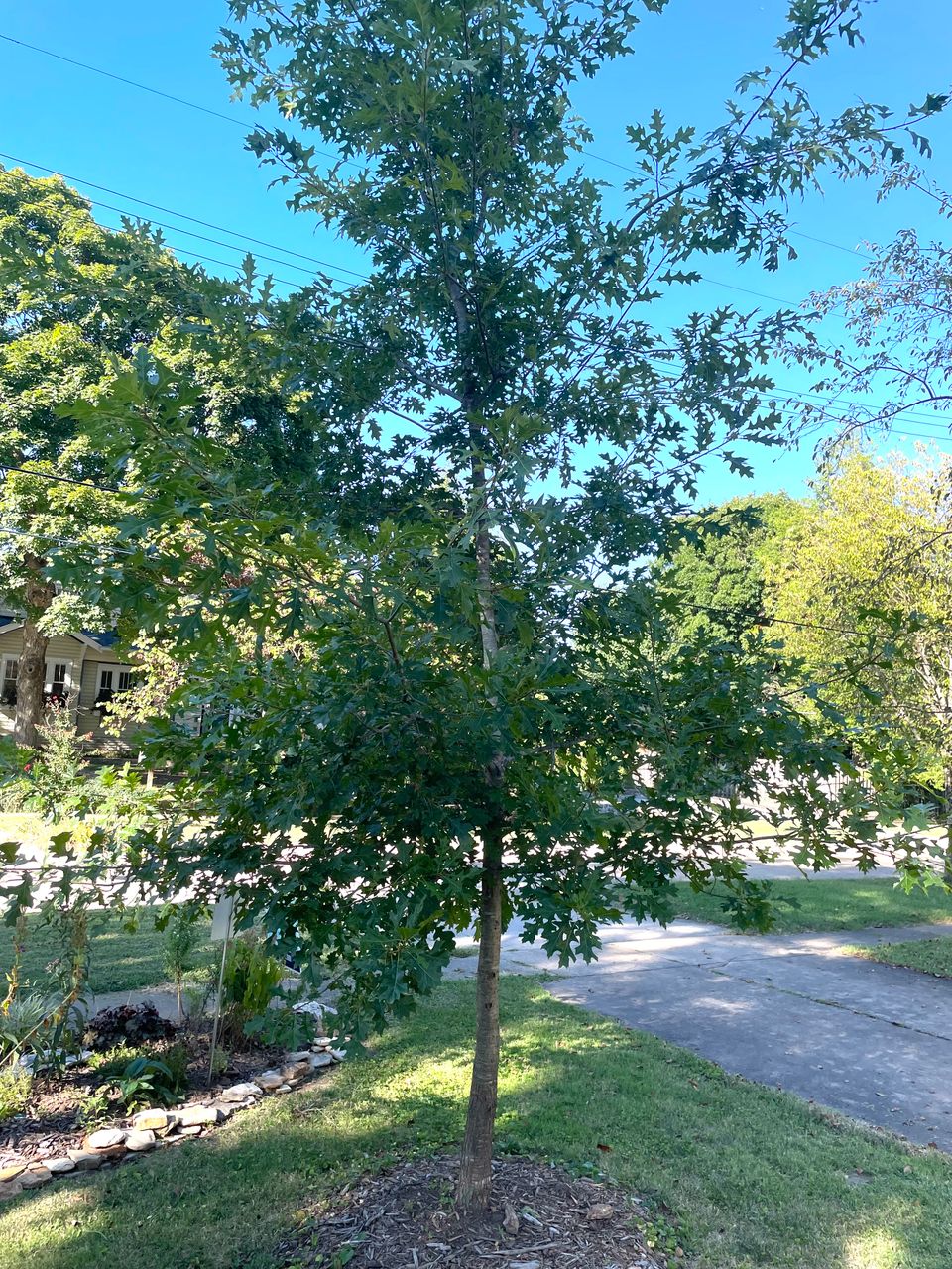 Oak tree front yard