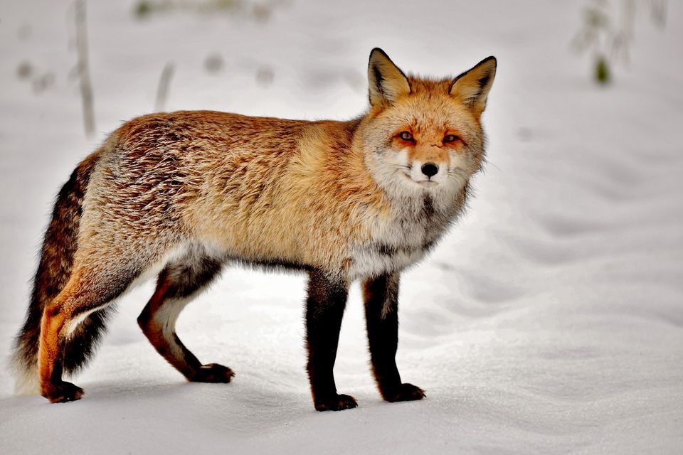 Fox g47cba39f5 1920