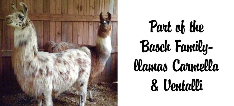 Friendships   llamas20150715 7419 gep8el