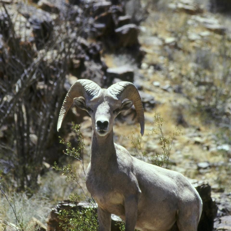 Chuckgraham desertbighornsheep img02320121203 1865 1r51544 0