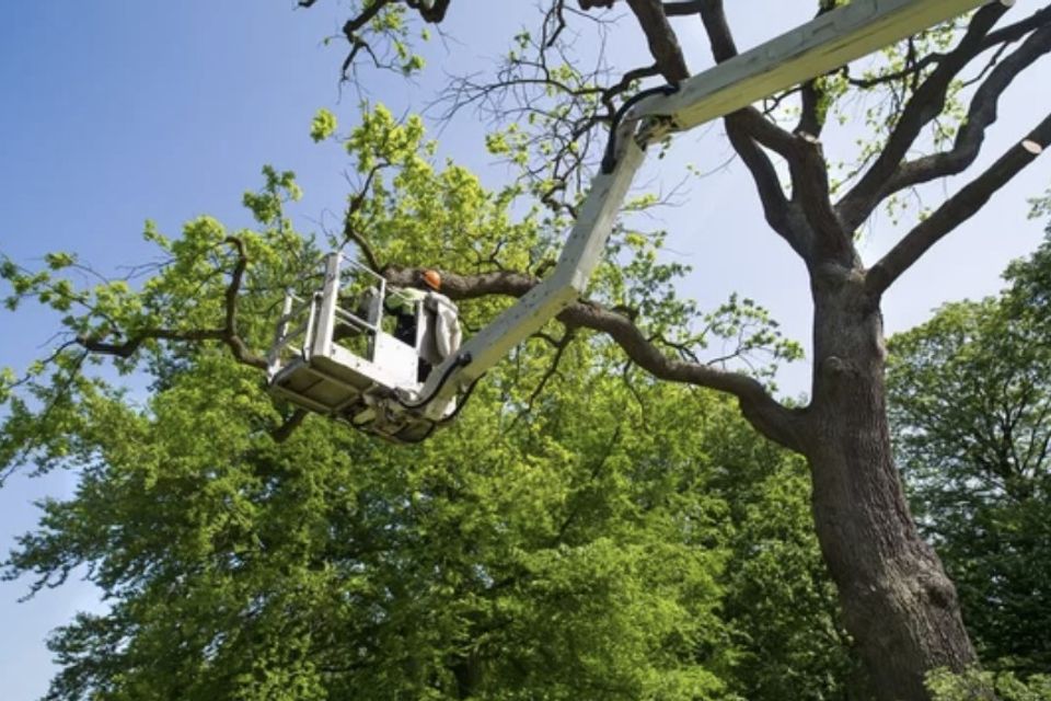 tree trimming rancho cordova