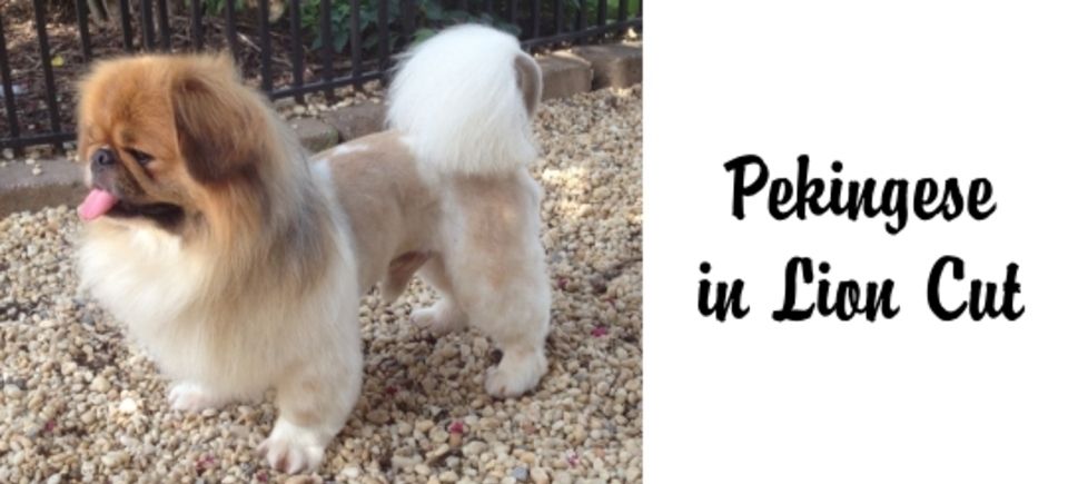 Faces   peckingese lion cut20150623 16889 odpldd