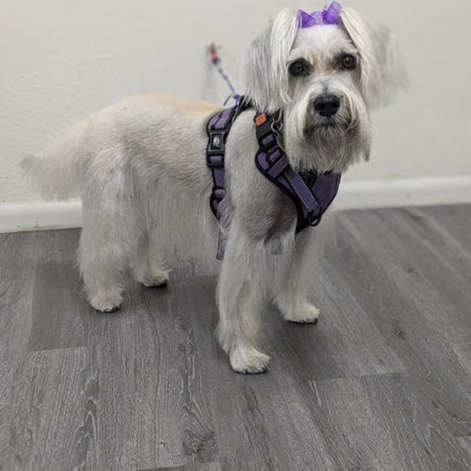Dog grooming spring valley