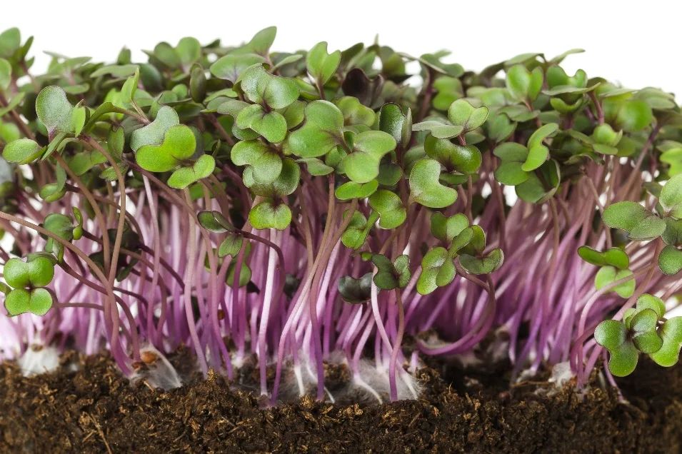 Easiest microgreens to grow 6 