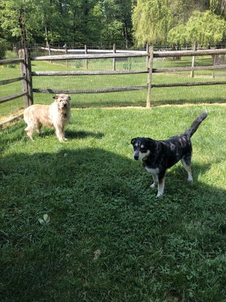 2 dogs 3