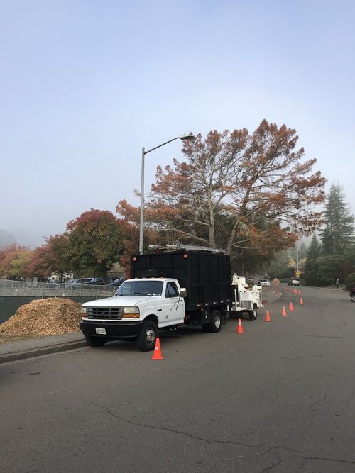 Spring Tree Service & Maintenance